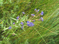 Anchusa gmelinii