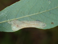 Phyllonorycter scudderella