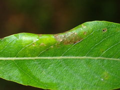 Phyllonorycter scudderella