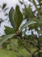 Callicarpa tikusikensis