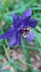 Aquilegia confusa