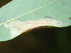 Phyllonorycter scudderella