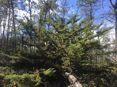 Cupressus goveniana