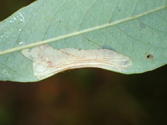 Phyllonorycter scudderella