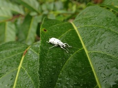 Compsus nigropunctatus