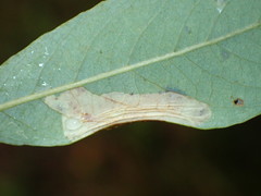 Phyllonorycter scudderella