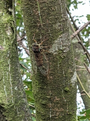 Tanna sozanensis