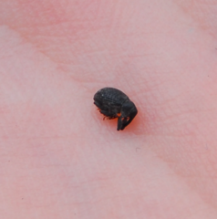 Rhyssomatus aequalis