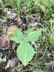 Trillium grandiflorum