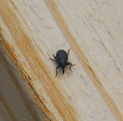 Rhyssomatus aequalis