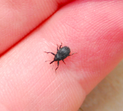 Rhyssomatus aequalis