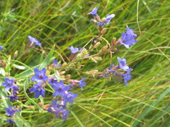Anchusa gmelinii