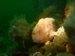 Abantennarius nummifer