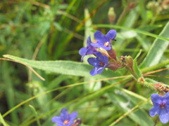 Anchusa gmelinii