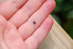 Rhyssomatus aequalis