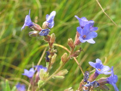 Anchusa gmelinii