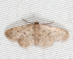 Idaea bonifata