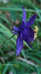 Aquilegia confusa