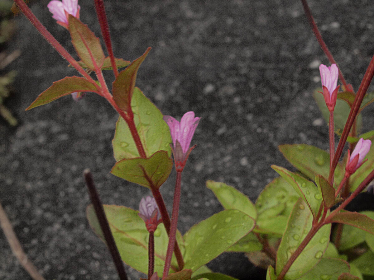 Epilobium hornemannii ssp. hornemannii