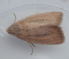 Photedes minima