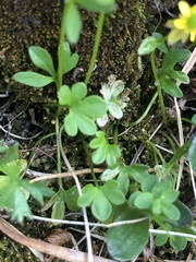 Ranunculus pygmaeus