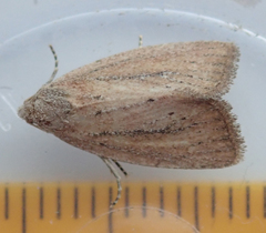 Photedes minima