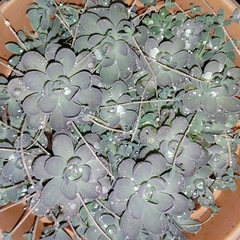 Orostachys