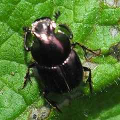 Onthophagus orpheus
