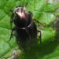 Onthophagus orpheus