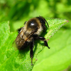 Bombus impatiens