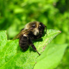 Bombus impatiens