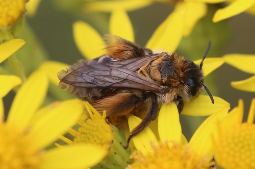 Common Pantaloon Bee, 6871 Renkum, Nederland, photo 9 of 10