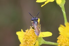 Philanthus triangulum