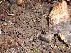 Lycosidae