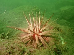 Prionocidaris baculosa