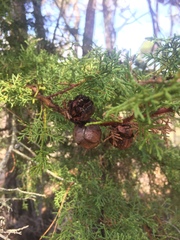 Cupressus goveniana