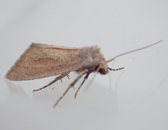 Photedes minima