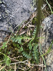 Anemonastrum sibiricum