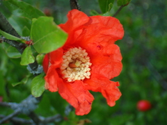 Punica granatum