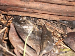 Lycosidae