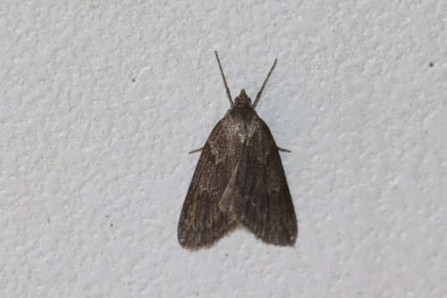 Horse Chestnut Moth, Ede, Nederland, photo 10 of 10