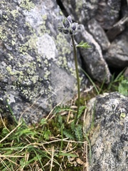 Anemonastrum sibiricum