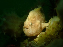 Abantennarius nummifer