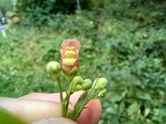 Scrophularia umbrosa