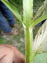 Scrophularia umbrosa