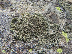Lecanora sierrae