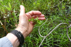 Kalmia polifolia