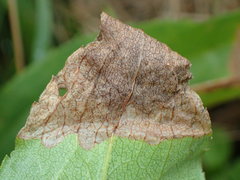 Microrhopala vittata