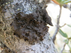 Melanohalea multispora