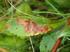 Agromyza valdorensis